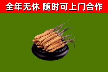 奉化区回收冬虫夏草