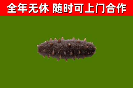 奉化区回收海参干
